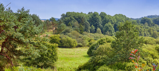 Naklejka premium Outdoor, landscape and trees with forest for foliage, sustainable environment and woodland. Woods, natural ecology and wilderness with summer, eco conservation and countryside scenery in reservation