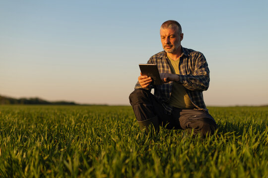 Professional man farmer kneeling in green field, looking at digital tablet and analyzing crops growth at sunset time, free space