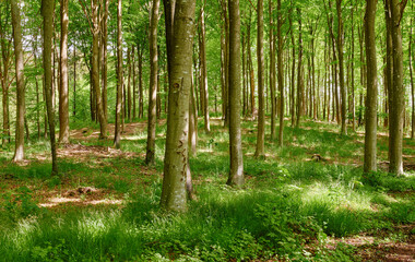 Fototapeta premium Ecology, nature and trees with grass in forest, greenery and wilderness reserve for conservation. Botanical park, natural habitat and vegetation with growth for sustainability, woods and native flora