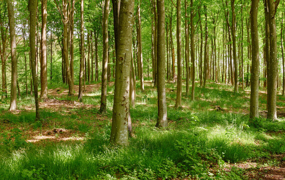 Ecology, nature and trees with grass in forest, greenery and wilderness reserve for conservation. Botanical park, natural habitat and vegetation with growth for sustainability, woods and native flora
