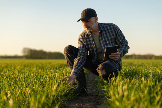 Agricultural field inspection. Man farmer checking young crops while holding digital tablet, sun setting, free space