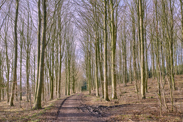 Naklejka premium Landscape, path and bare trees in forest for travel environment, conservation and biodiversity. Outdoor, nature and woodland trail in countryside for eco tourism, natural ecosystem and empty branches