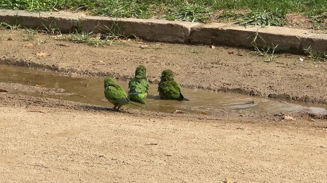 Green Parrots Bathing in Water Puddle Barcelona Wildlife