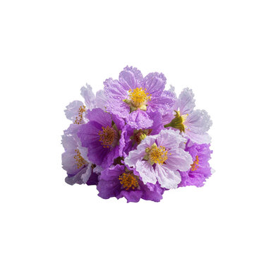 Purple lagerstroemia speciosa flowers isolated on transparent background