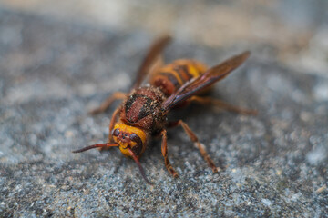 Fototapeta premium Macro image of a European hornet (Vespa crabro) shown at an angle, revealing wings, body structure and facial detail. Subject isolated with shallow depth of field.
