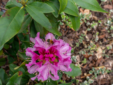 A bumblebee collects nectar from a pink rhododendron flower surrounded by broad evergreen leaves and garden ground cover. The image shows pollination, insect activity, spring bloom, and ornamental shr