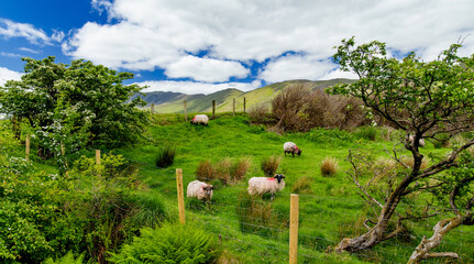 Obraz premium Paint marked sheep graze on a lush hillside pasture with mountains in the background in western Ireland. A rural livestock landscape capturing everyday life in the Irish countryside.
