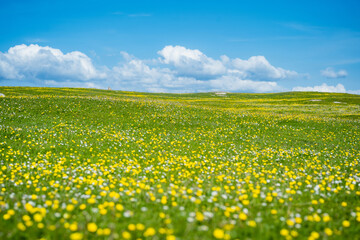 Obraz premium Wildflower meadow between Dogs Bay and Gurteen Bay near Roundstone, Connemara, Ireland. Yellow buttercups, green grass and limestone boulders on the Wild Atlantic Way.