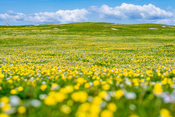 Obraz premium Wildflower meadow between Dogs Bay and Gurteen Bay near Roundstone, Connemara, Ireland. Yellow buttercups, green grass and limestone boulders on the Wild Atlantic Way.