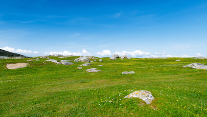 Obraz premium Wildflower meadow between Dogs Bay and Gurteen Bay near Roundstone, Connemara, Ireland. Yellow buttercups, green grass and limestone boulders on the Wild Atlantic Way.
