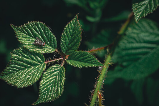Black fly rests on the plant leaf