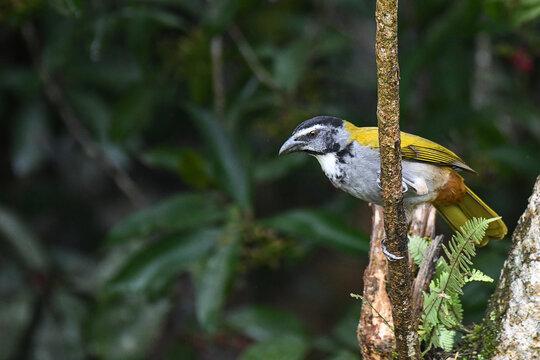 Buff-throated Saltator
