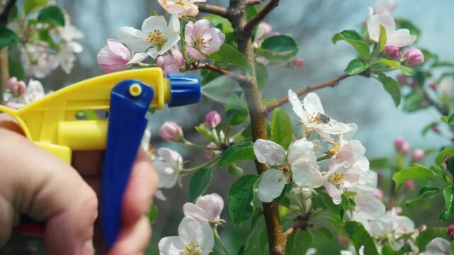 Hand holding spray bottle watering apple tree blossoms with pink and white flowers in a garden setting during a sunny day