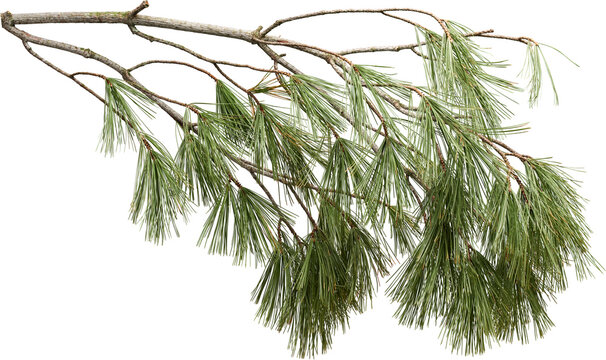 Pine tree branch with long green needles isolated on transparent background