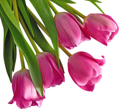 Pink Tulips Bouquet Side View Isolated on Transparent Background