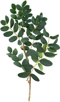 Green locust tree branch with oval leaves isolated on transparent background