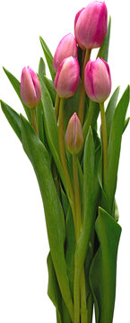 Pink Tulip Bouquet Front View Isolated on Transparent Background