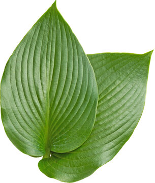Two Green Hosta Leaves Top View Isolated on Transparent Background