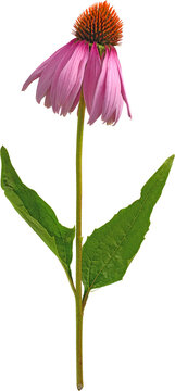 Purple Coneflower Echinacea Purpurea Full Stem Side View isolated on transparent background