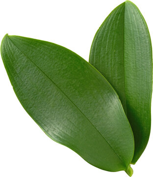 Two green orchid leaves top view isolated on transparent background