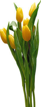 Yellow tulip flower bouquet vertical arrangement isolated on transparent background
