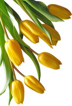 Yellow tulip flowers with green leaves diagonal arrangement isolated on transparent background