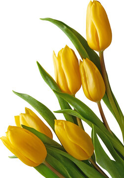 Yellow tulip flowers with green leaves isolated on transparent background