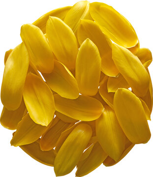 Yellow Tulip Petals Circular Pile Top View isolated on transparent background