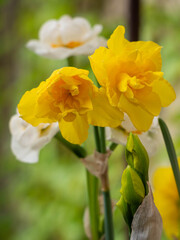 Obraz premium Close-up of white and yellow double daffodils narcissus in full bloom in garden — white flowers with orange centers and golden yellow blooms against green bokeh background spring nature
