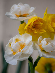 Obraz premium Close-up of white and yellow double daffodils narcissus in full bloom in garden — white flowers with orange centers and golden yellow blooms against soft green bokeh background for spring, Easter and 