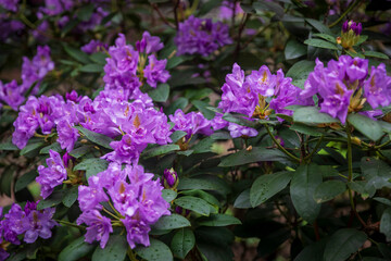 Obraz premium Beautiful purple rhododendron flowers in a garden.