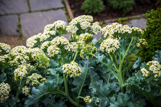 Sea kale plant with white flowers in a garden.