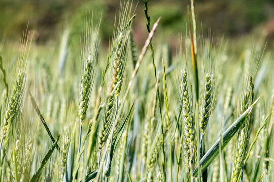 Green wheat ears growing in agricultural field
