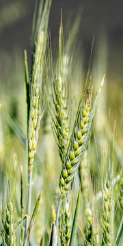 Vertical close up of green wheat ears in agricultural field