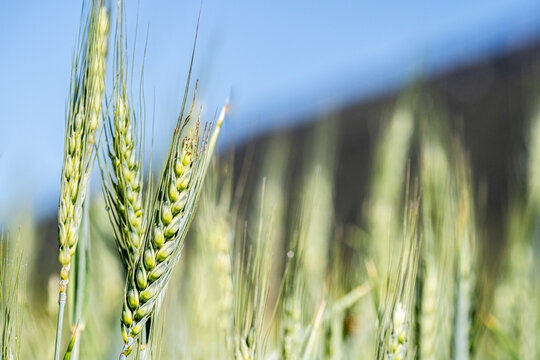 Close up of green wheat ears in agricultural field with blue sky