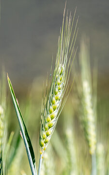 Vertical close up of green wheat ear in agricultural field