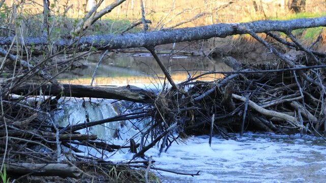 The Bobrov Dam on a small river in the forest of northeastern Europe in mid-May