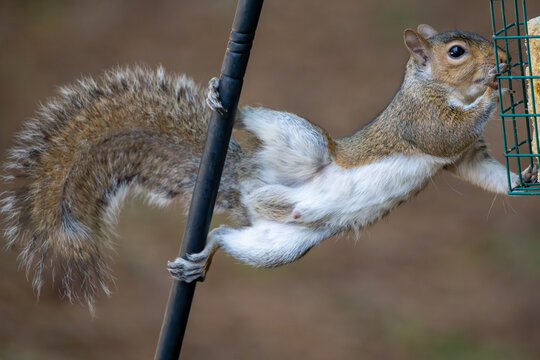 Squirrel eating suet in Spring
