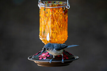 Perched Tufted Titmouse on an orange glass feeder in Spring. © Jeiel