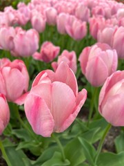 Obraz premium pink and white tulips