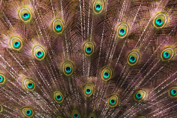 Obraz premium Vibrant Peacock Feather Pattern - Iridescent Eye Texture Background