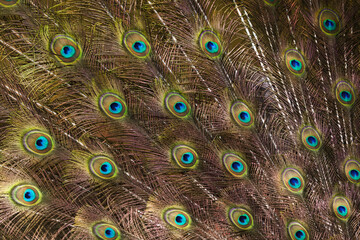 Obraz premium Vibrant Peacock Feather Pattern - Iridescent Eye Texture Background