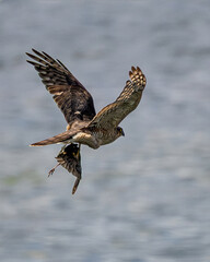 Fototapeta premium Female Sparrowhawk with Prey
