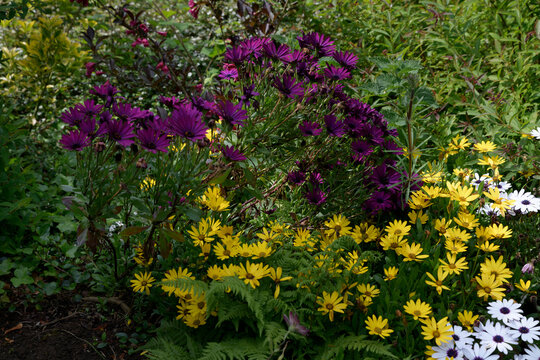 Parterre de fleurs color&eacute;es dans un jardin