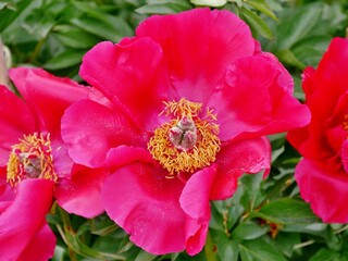 Obraz premium Gemeine Pfingstrose (Paeonia officinalis) 