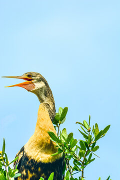 Front view, close distance of, an Anhinga bird, standing on top of a tree, panting from flight, with light blue sky background, under mid-day sunlight