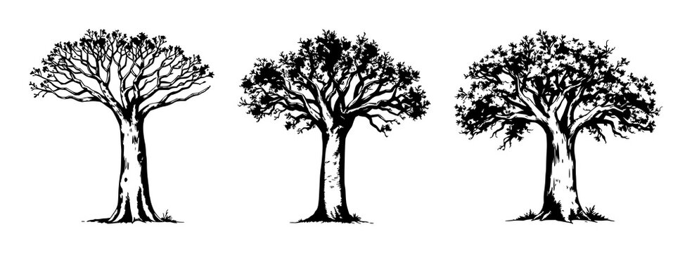 Baobab tree set with vintage ink sketch drawing and thick trunk detailing featuring botanical, engraving, africa with safari and nature