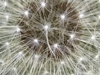 Fototapeta premium dandelion seed head