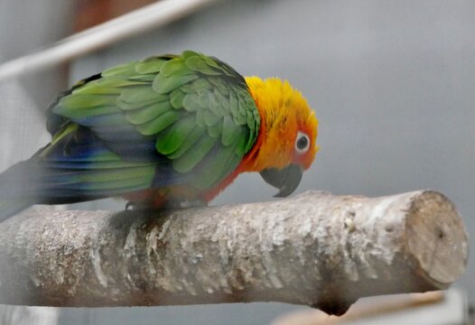 Sonnensittich (Aratinga solstitialis)