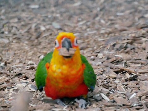 Sonnensittich (Aratinga solstitialis)